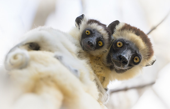 Verreaux's sifaka