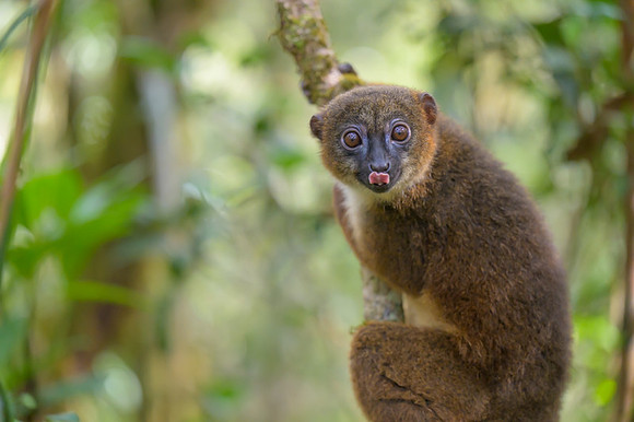 Red-bellied lemur