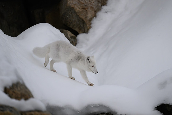 Arctic fox White