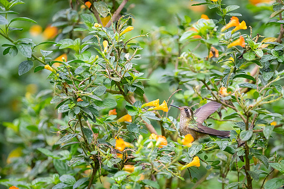 Speckled Hummingbird