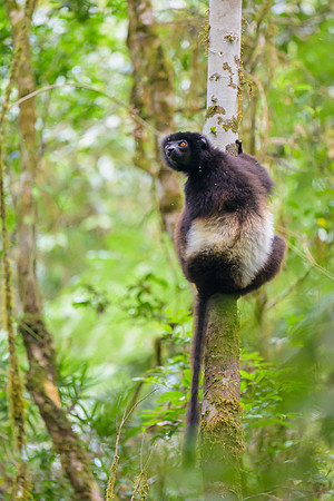 Milne-Edwards's sifaka