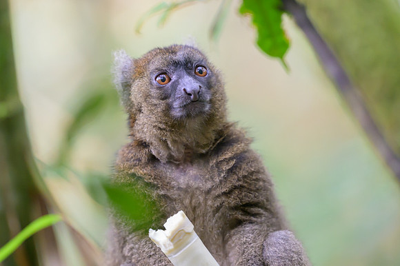 Greater bamboo lemur