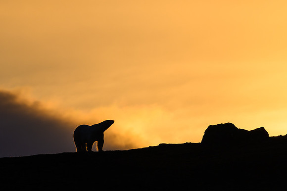 Polar bear