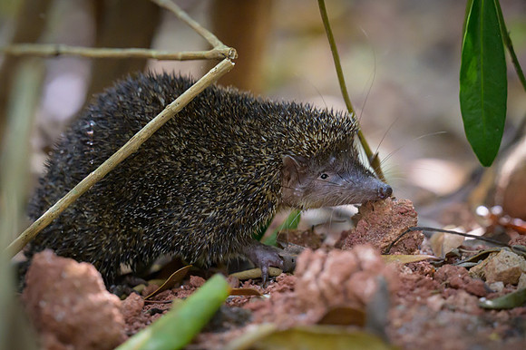 Common Tenrec