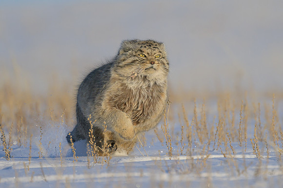 Pallas's cat