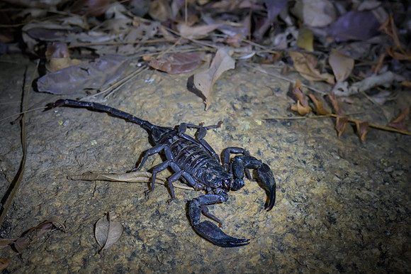 Scorpion