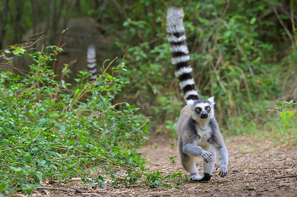 Ring-tailed lemurs
