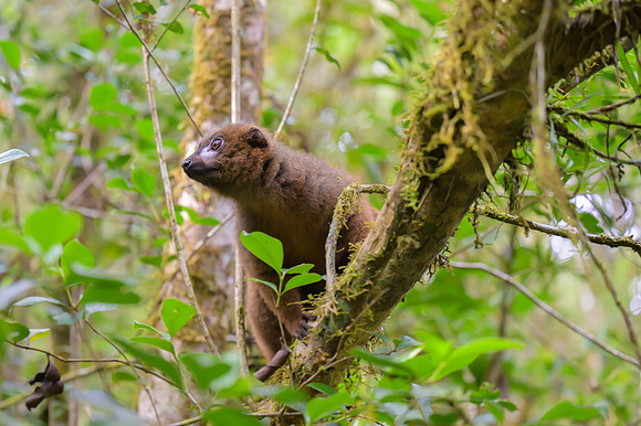 Red-bellied lemur