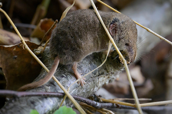 Shrew