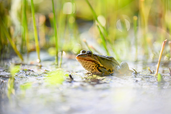 Frog