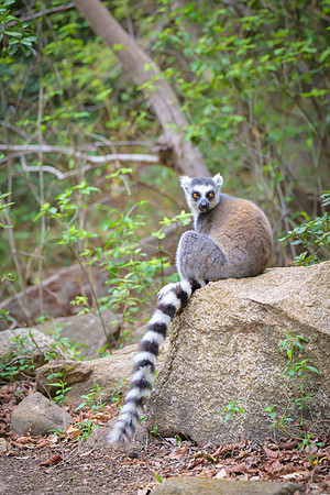 Ring-tailed lemurs