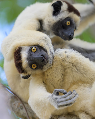 Verreaux's sifaka