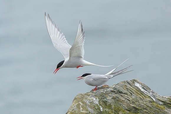 Arctic Tern / Rybitwa popielata