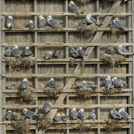 Kittiwake / Mewa trójpalczasta