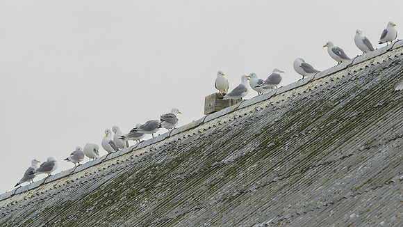 Kittiwake / Mewa trójpalczasta