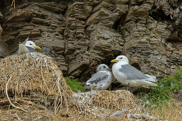 Kittiwake / Mewa trójpalczasta