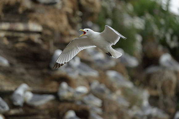 Kittiwake / Mewa trójpalczasta