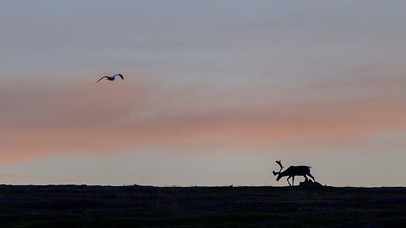 Reindeer / Renifer