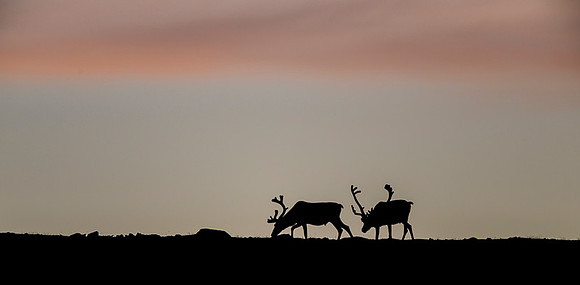 Reindeer / Renifer