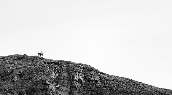 Reindeer / Renifer