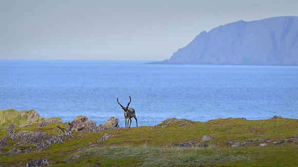 Reindeer / Renifer