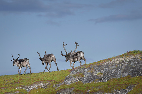 Reindeer / Renifer