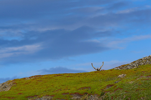 Reindeer / Renifer