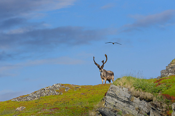 Reindeer / Renifer