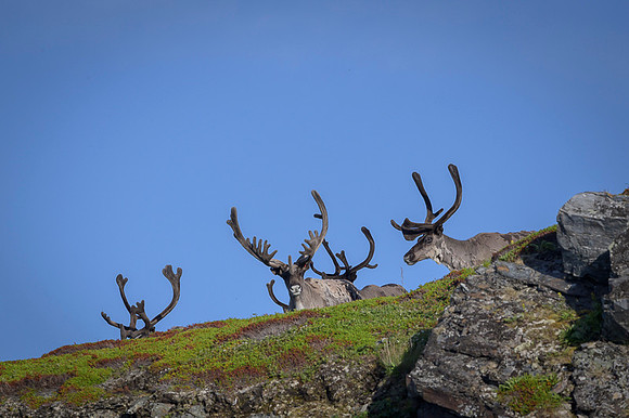 Reindeer / Renifer