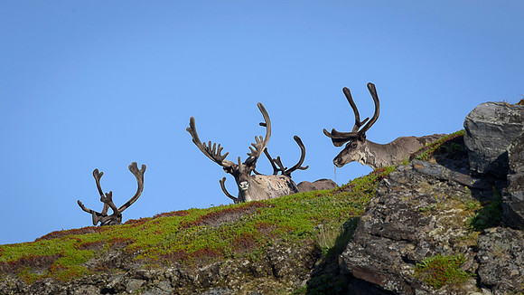 Reindeer / Renifer