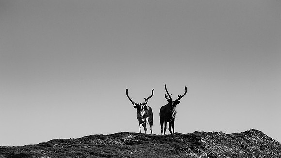 Reindeer / Renifer