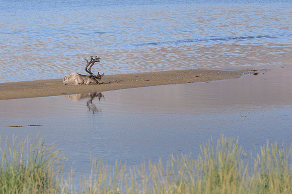 Reindeer / Renifer