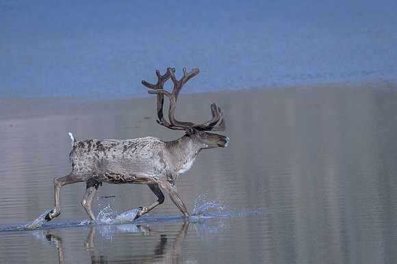 Reindeer / Renifer