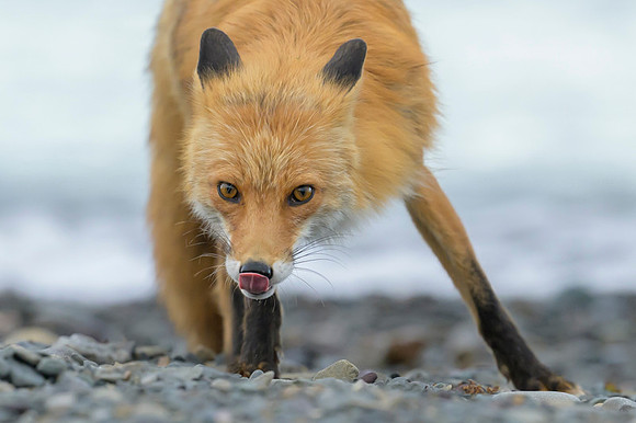 Red fox