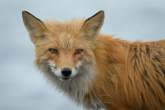 Red fox