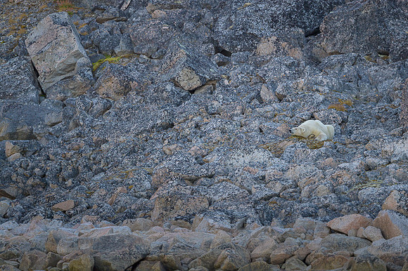 Polar bear