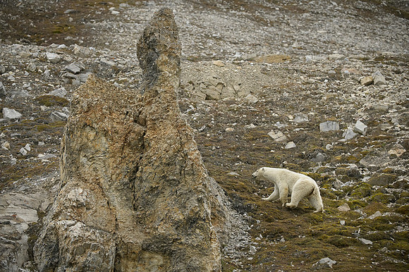 Polar bear