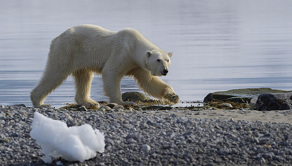 Polar bear