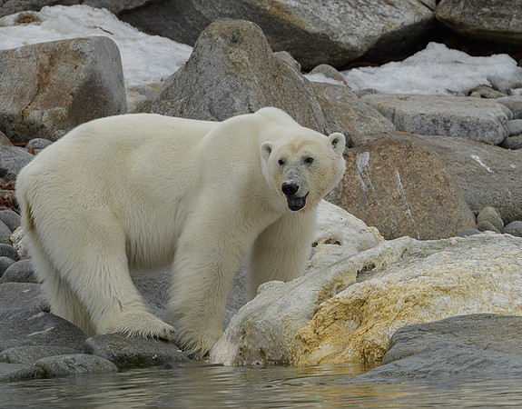 Polar bear