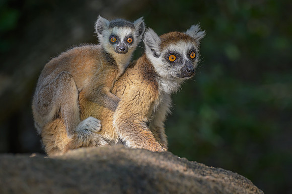 Ring-tailed lemurs
