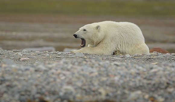 Polar bear