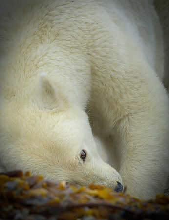 Polar bear