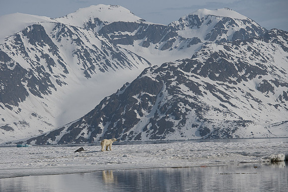 Polar bear