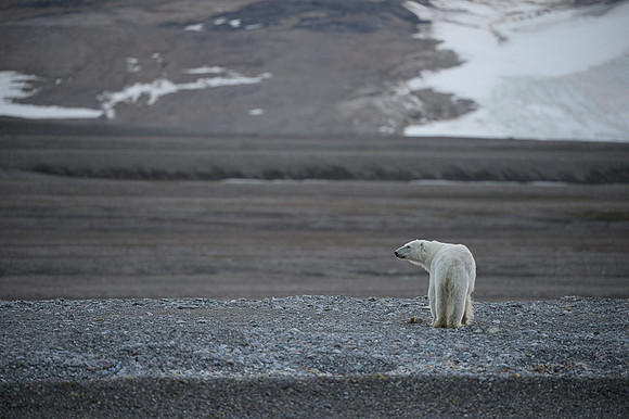 Polar bear