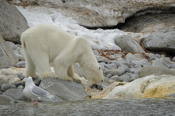Polar bear