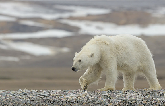 Polar bear