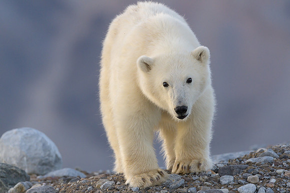 Polar bear