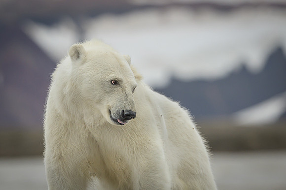 Polar bear
