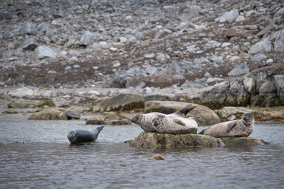 Harbor seal