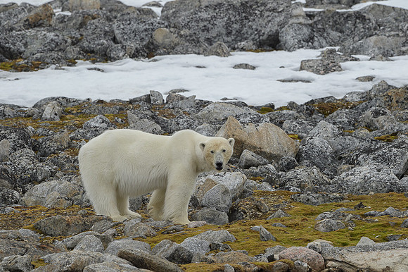 Polar bear